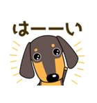 使いやすい ダックスフンド 犬好きな方へ（個別スタンプ：12）