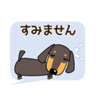 使いやすい ダックスフンド 犬好きな方へ（個別スタンプ：19）