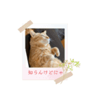 知らんけどなスタンプ（個別スタンプ：3）