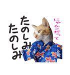 いけてるねこにも衣装（個別スタンプ：7）