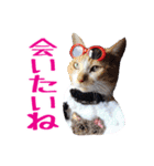 いけてるねこにも衣装（個別スタンプ：14）