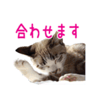 いけてるねこにも衣装（個別スタンプ：16）