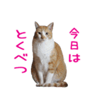 いけてるねこにも衣装（個別スタンプ：26）