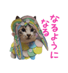 いけてるねこにも衣装（個別スタンプ：28）