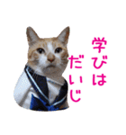 いけてるねこにも衣装（個別スタンプ：32）