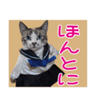 いけてるねこにも衣装（個別スタンプ：33）