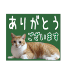 いけてるねこにも衣装（個別スタンプ：35）