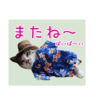 いけてるねこにも衣装（個別スタンプ：40）