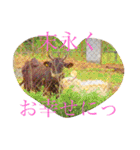 可愛い動物たちが気持ち伝えてますわっ（個別スタンプ：19）