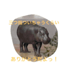 可愛い動物たちが気持ち伝えてますわっ（個別スタンプ：23）