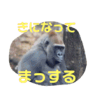 可愛い動物たちが気持ち伝えてますわっ（個別スタンプ：25）