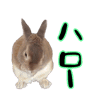 ミニウサギのポポタン♪（個別スタンプ：2）