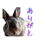 ミニウサギのポポタン♪（個別スタンプ：6）