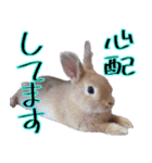 ミニウサギのポポタン♪（個別スタンプ：10）