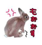 ミニウサギのポポタン♪（個別スタンプ：15）
