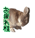 ミニウサギのポポタン♪（個別スタンプ：19）