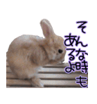 ミニウサギのポポタン♪（個別スタンプ：30）