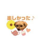 トイプードル ルルのスタンプ（個別スタンプ：4）
