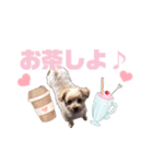 トイプードル ルルのスタンプ（個別スタンプ：11）