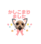 トイプードル ルルのスタンプ（個別スタンプ：12）