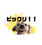 トイプードル ルルのスタンプ（個別スタンプ：13）