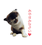 変な顔のネコすたんぷ（個別スタンプ：7）