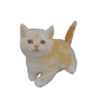 花さんちの猫4（個別スタンプ：1）