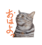 花さんちの猫4（個別スタンプ：2）