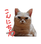 花さんちの猫4（個別スタンプ：3）