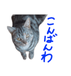 花さんちの猫4（個別スタンプ：4）