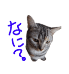 花さんちの猫4（個別スタンプ：6）