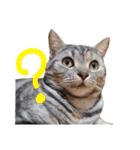 花さんちの猫4（個別スタンプ：15）
