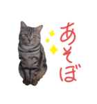 花さんちの猫4（個別スタンプ：16）