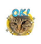 ねこねこえむず（個別スタンプ：2）