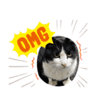 ねこねこえむず（個別スタンプ：3）