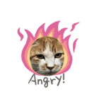 ねこねこえむず（個別スタンプ：5）