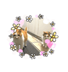 ねこねこえむず（個別スタンプ：6）