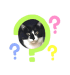 ねこねこえむず（個別スタンプ：7）