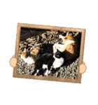 ねこねこえむず（個別スタンプ：9）