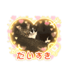 ねこねこえむず（個別スタンプ：10）