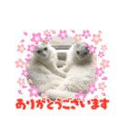 ねこねこえむず（個別スタンプ：11）