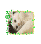 ねこねこえむず（個別スタンプ：12）