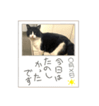 ねこねこえむず（個別スタンプ：13）