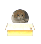 ねこねこえむず（個別スタンプ：14）
