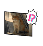 ねこねこえむず（個別スタンプ：15）