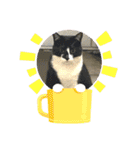 ねこねこえむず（個別スタンプ：16）