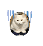 ねこねこえむず（個別スタンプ：19）