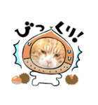 ねこねこえむず（個別スタンプ：22）