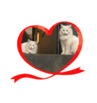 ねこねこえむず（個別スタンプ：24）