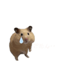 ちーずとおはぎ（個別スタンプ：4）